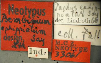 Media type: image;   Entomology 33061 Aspect: labels